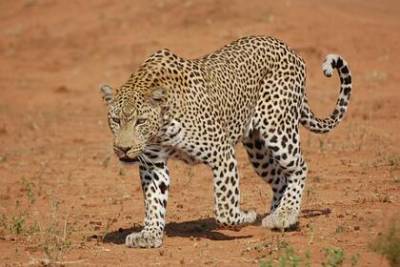 Мужчина отбился серпом от прыгнувшего на него леопарда