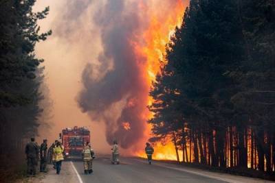 Общая площадь лесных пожаров в России выросла на 20% в 2021 году