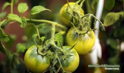 Выращивание томатов в жару – высадка рассада и уход за ней