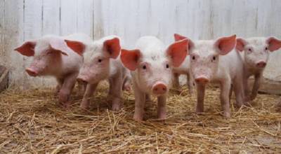 В Харьковской области введен карантин из-за вспышки африканской чумы свиней
