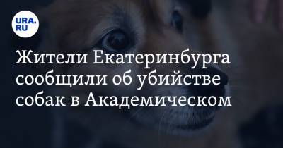Жители Екатеринбурга сообщили об убийстве собак в Академическом