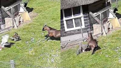 Коза и петух спасли курицу от нападения ястреба (+видео)