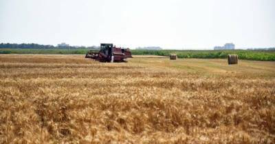Украина уже собрала почти 46 млн тонн зерна: рекордный показатель урожая
