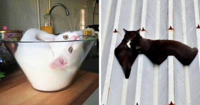 19 забавных фотографий котов, которые обладают всеми свойствами жидкости