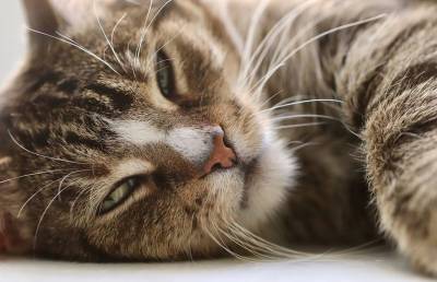 «Кушать?»: бурная реакция кота на любимое слово заставила соцсети хохотать