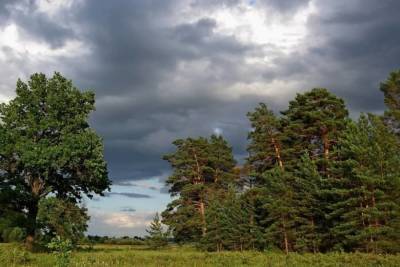 Десять деревьев спасли от вырубки жители Серпухова