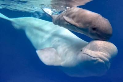 В России в условиях дельфинария впервые родился белый кит