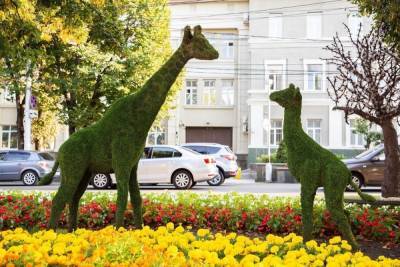 На ставропольскую клумбу «придут» новые высокие жирафы