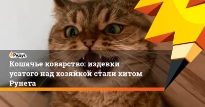 Кошачье коварство: издевки усатого над хозяйкой стали хитом Рунета