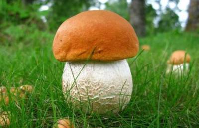 Миколог рассудил спор, можно ли есть червивые грибы