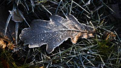 В Ленобласти ночью ожидаются заморозки до минус трех градусов