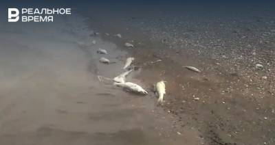 На берегу Камы в Татарстане нашли мертвую рыбу, которую бросили браконьеры