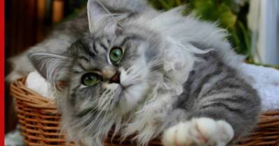 Сибирская кошка: самостоятельная, общительная и очень пушистая