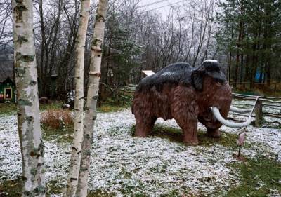 В РАН признали возможным создание гибрида слона и мамонта
