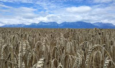 Российский зерновой союз: в этом году урожай пшеницы упал почти на 8%