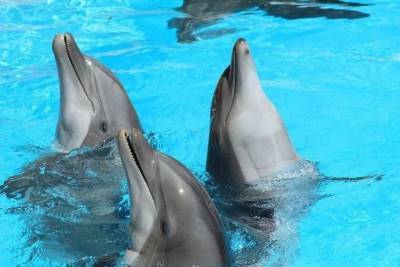 На Фарерах для забавы убили полторы тысячи дельфинов