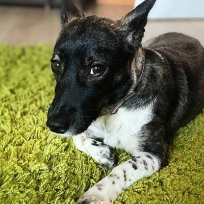 Собаку Еву, которая потерялась перед погрузкой на рейс в Домодедове, нашли