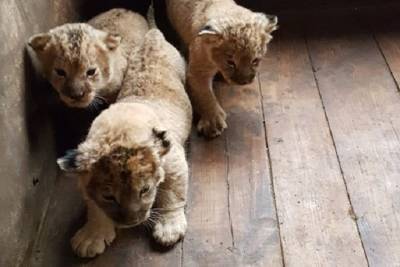 В Камызякском зоопарке появились на свет трое львят