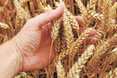 Урожай пшеницы в России в 2021 году будет меньше прогнозируемого - argumenti.ru - Россия - США