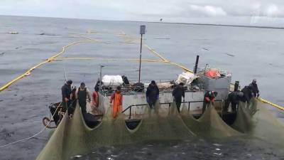 На Камчатке отчитались о рекордном за два десятка лет улове лососевых рыб