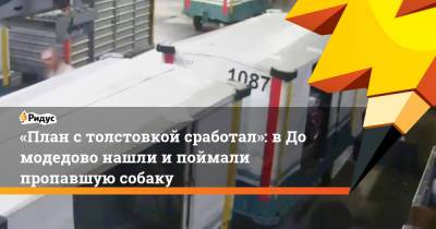 «План столстовкой сработал»: вДомодедово нашли ипоймали пропавшую собаку