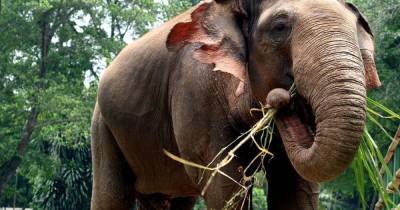 Ученые нашли "детский сад" древних слонов