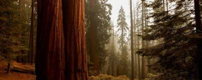 Пожары, надвигающиеся из Калифорнии, угрожают гигантским секвойям Съерра-Невады