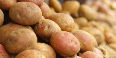 Белоруссия впервые начала импортировать картофель