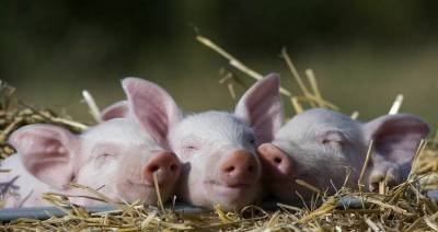 Германии нужна новая стратегия свиноводства, чтобы противостоять низким ценам