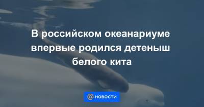 В российском океанариуме впервые родился детеныш белого кита