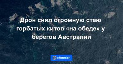 Дрон снял огромную стаю горбатых китов «на обеде» у берегов Австралии