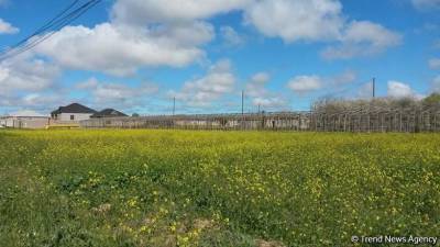 В Туркестанской области Казахстана могут увеличить посевные площади