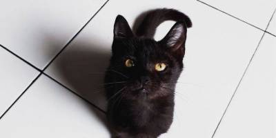 Почему кошки любят очерченные квадраты? - skuke.net
