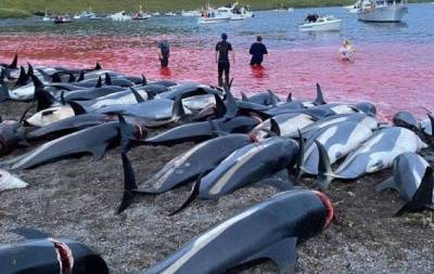 Кровавая бойня ради забавы: на Фарерах убили полторы тысячи дельфинов (ФОТО)