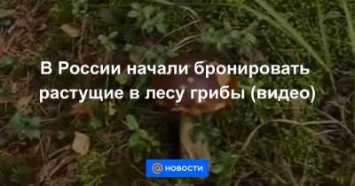 В России начали бронировать растущие в лесу грибы (видео)