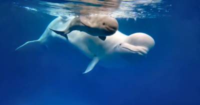 В российском океанариуме впервые родился детеныш белухи