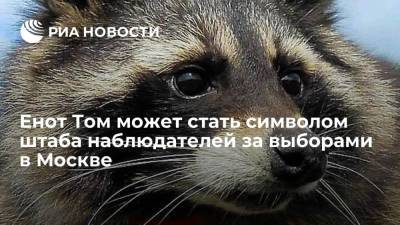 Штаб по наблюдению за выборами в Москве объявит конкурс на имя для своего символа - енота