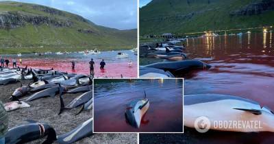 На Фарерских островах убили около 1,5 тысячи дельфинов: кровавая резня проводится ежегодно много веков. Фото и видео