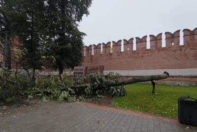 В Тульском кремле штормовой ветер вырвал дерево из земли