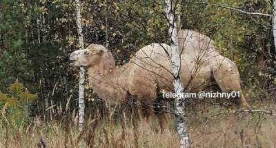 Нижегородец вместо грибов нашел верблюда в борском лесу