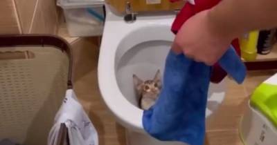 "Кто-то хотел утопить": в России после смыва воды из унитаза достали котенка (видео)