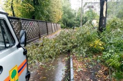 От упавших деревьев в Липецке пострадали пять автомобилей