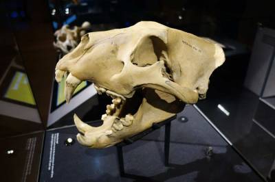 Археологи обнаружили в Турции 4000-летнюю челюстную кость льва