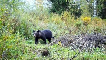 Осенняя прогулка по ягоды готовящегося ко сну вологодского медведя попала на видео