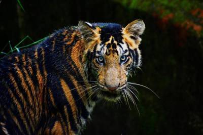 Редкий фенотип ответствен за появление в Индии черных тигров