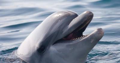 Дружелюбный дельфин-звезда соцсетей погиб из-за своей любви к людям