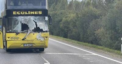 На Резекненском шоссе автобус сбил лося, ограничено движение