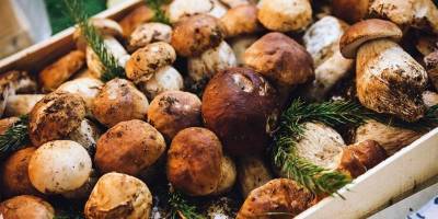 Эксперты рассказали, как не отравиться собранными в лесу грибами