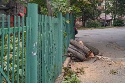 50 опасных деревьев уберут по просьбам жителей Приокского района