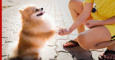 "Все понимают": топ-5 самых умных маленьких собак